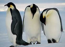 Do penguins migrate