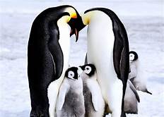 Migration Habits of penguins